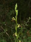 Ophrys conradiae